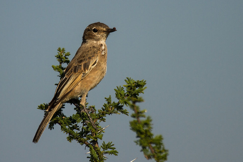 Flycatcher Chat