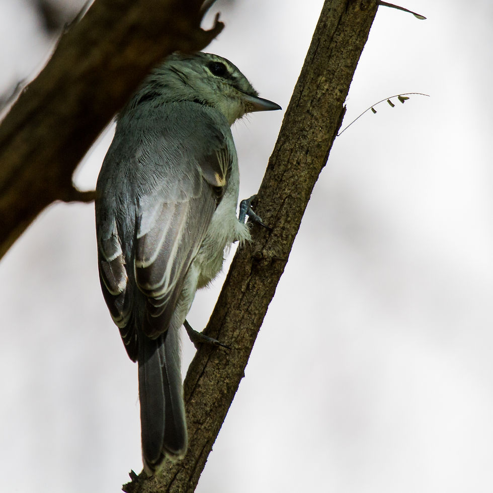 Flycatcher Ashy