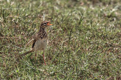 African Pipit