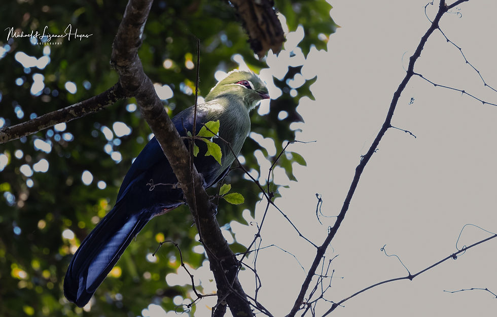 Knysna Turaco