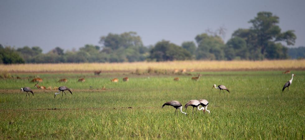 Wattled Crane