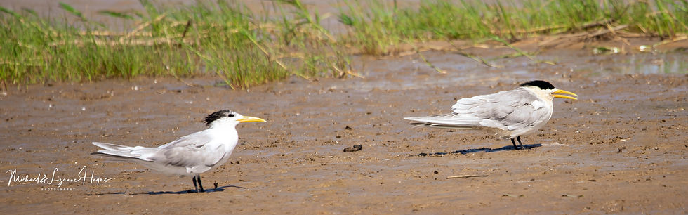 Greater Crested Tern