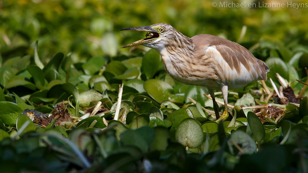 Heron Squacco