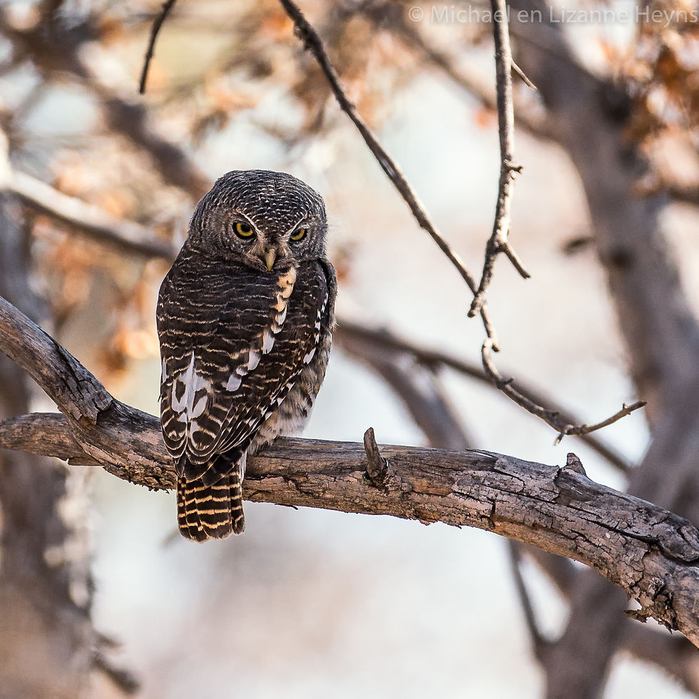 Owlet African Barred