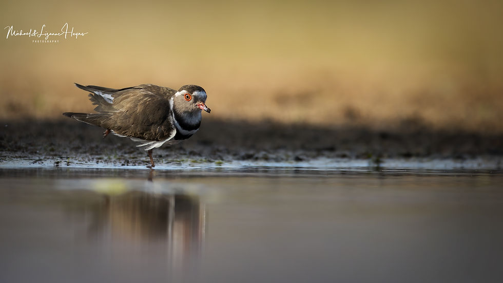 Three-banded Plover