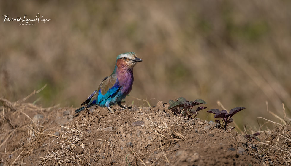 Lilac-breasted Roller