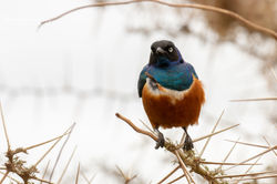 Superb Starling