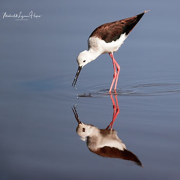 Black-winged Stilt