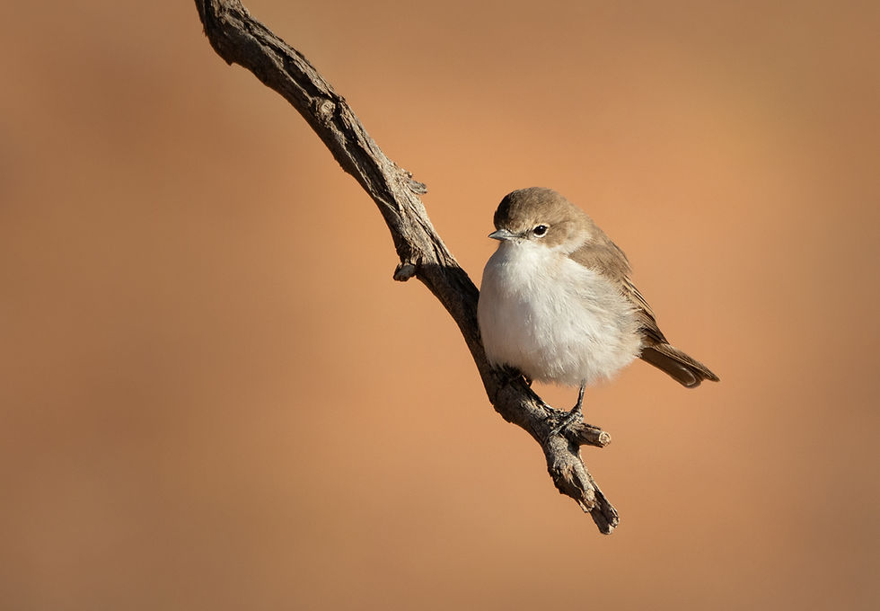 Marico Flycatcher