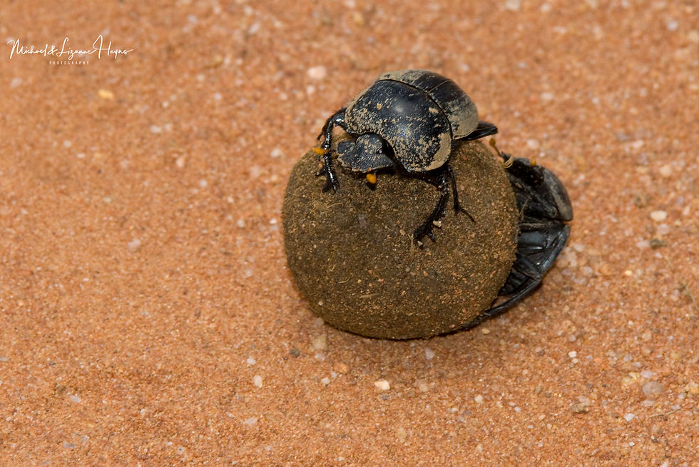 Dung Beetle