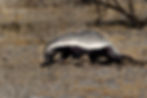 Honeybadger