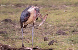 Marabou Stork