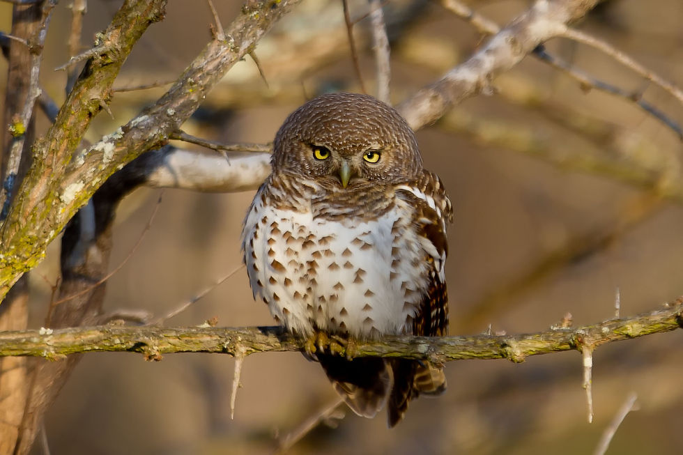 Owlet African Barred