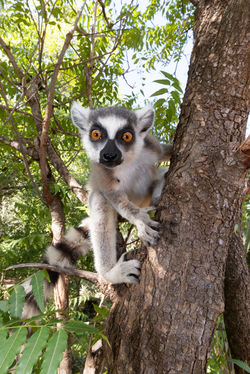 Madagascar Lemurs