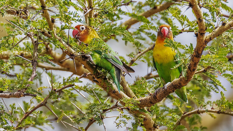Fischer's Lovebird