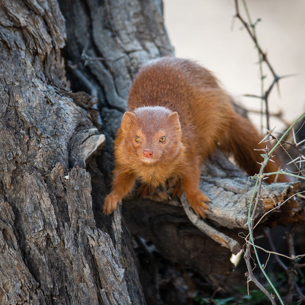 Slender Mongoose