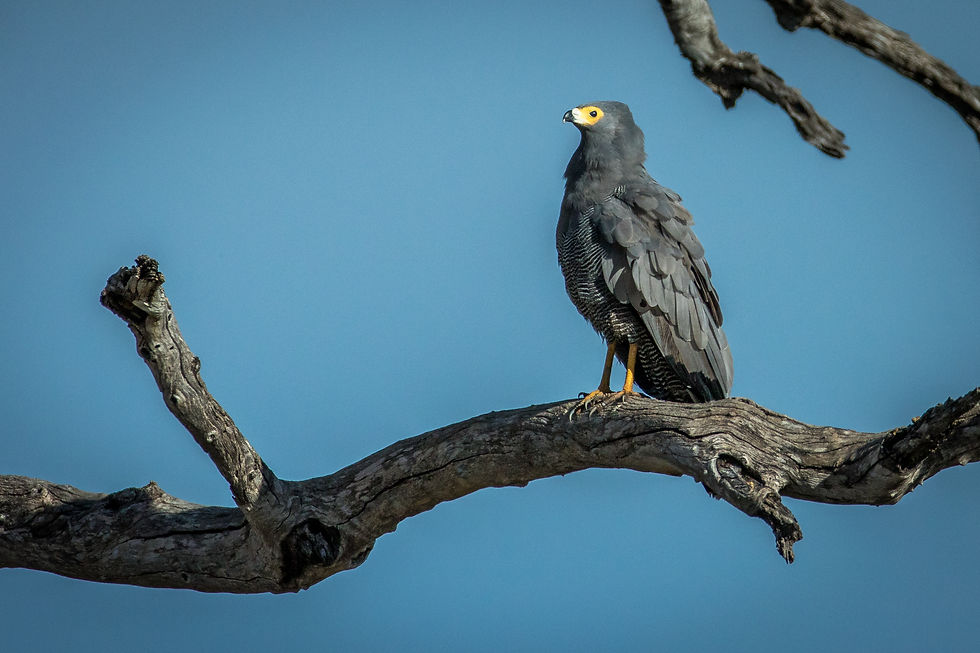 Harrier-Hawk African