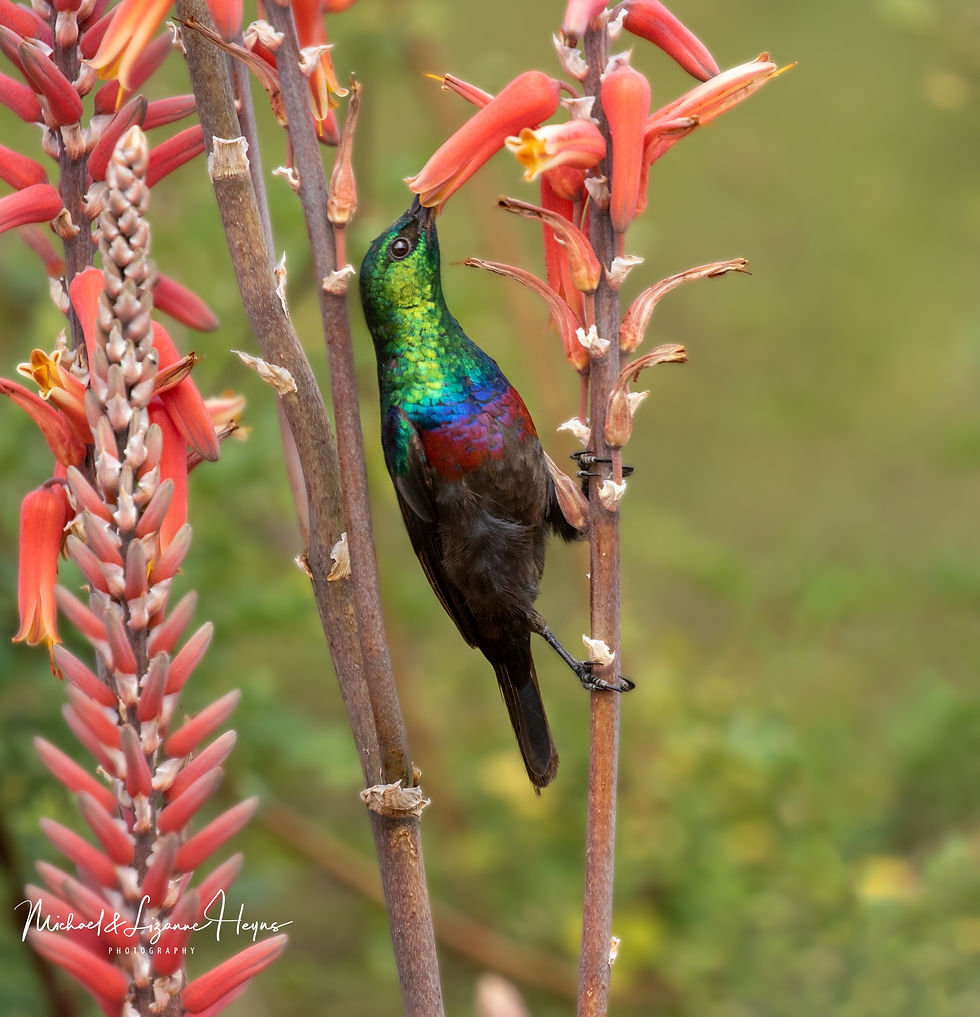 Marico Sunbird
