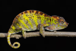 Madagascar Chameleon