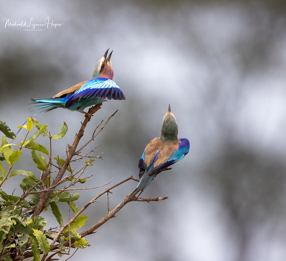 Lilac-breasted Roller
