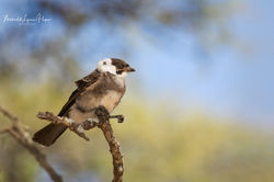 Northern White-crowned Shrike