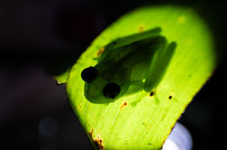 Madagascar Frogs