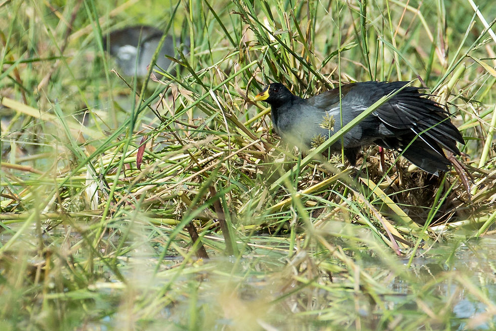 Moorhen lesser male