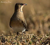 Red-Winged Pratincole