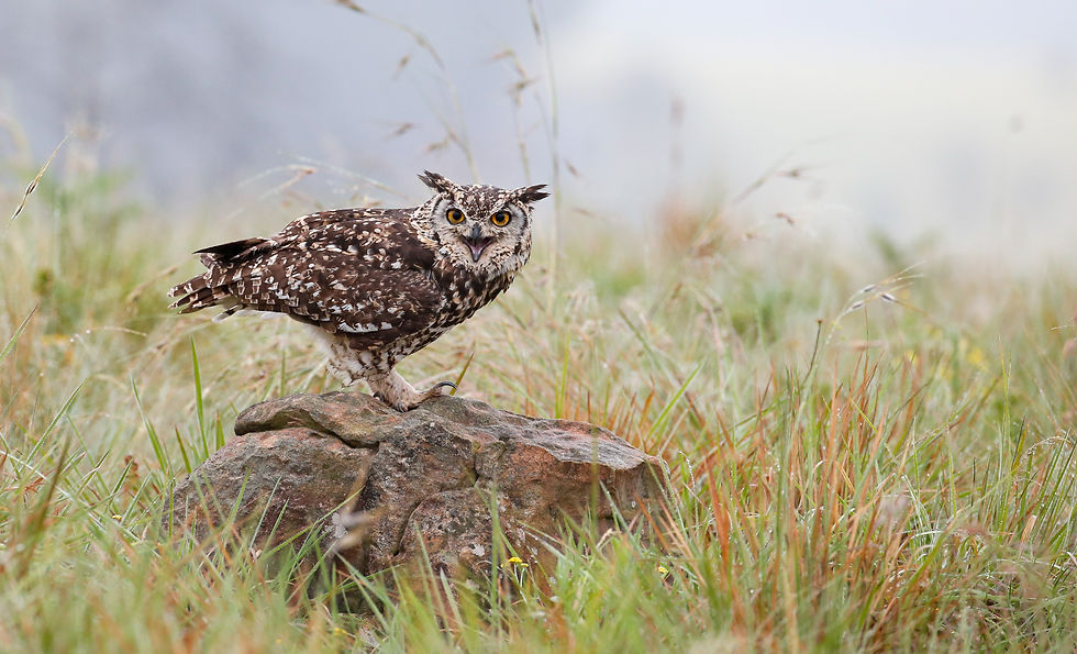 Cape Eagle-owl