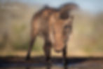 Warthog