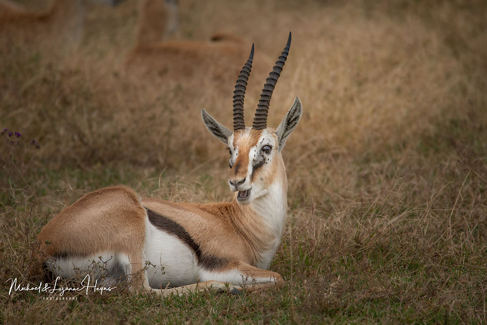 Thompson's Gazelle