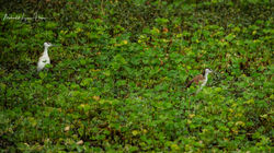 Lesser Jacana