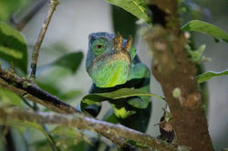 Madagascar Chameleon