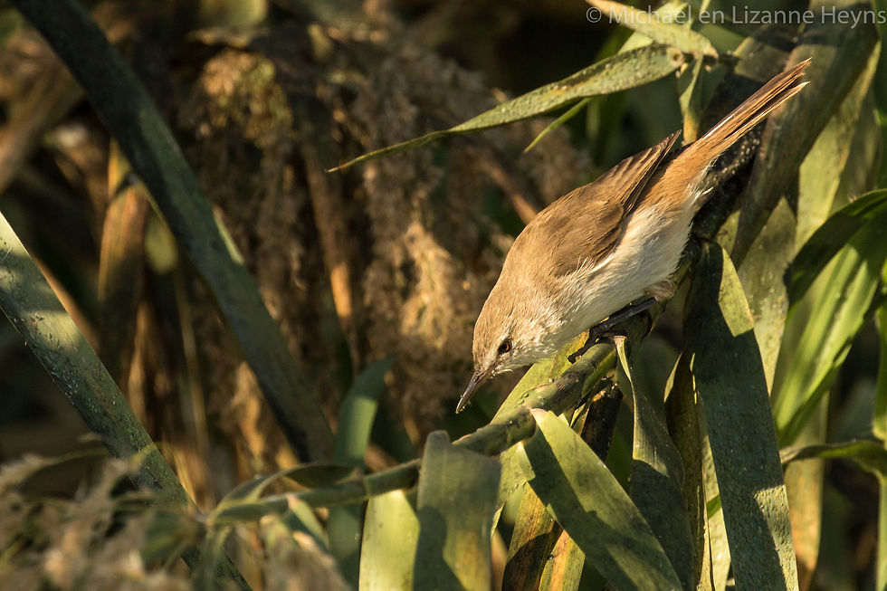 Warbler Marsh
