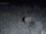Aardvark