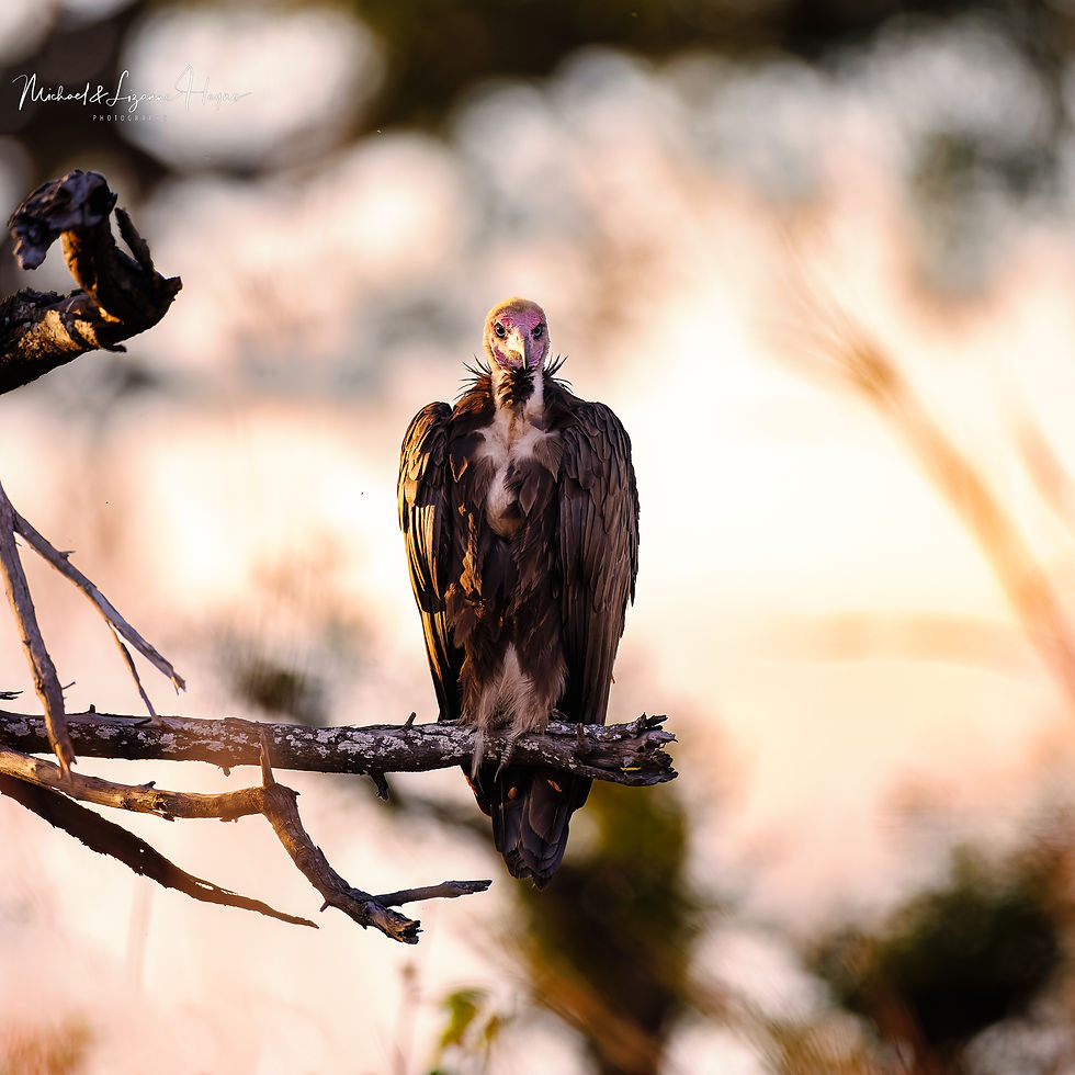 Hooded Vulture