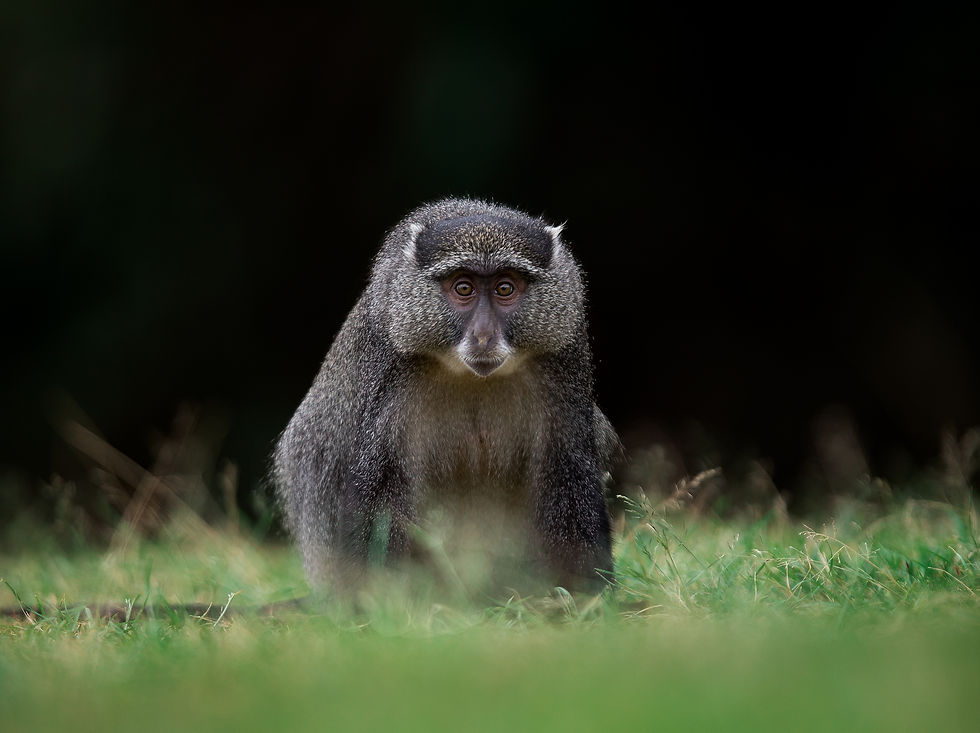 Samango Monkeys