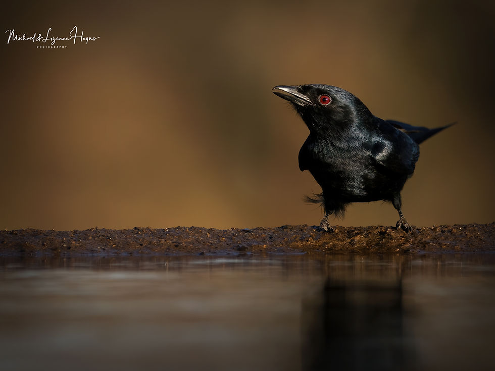 Fork-tailed Dongo