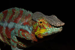 Madagascar Chameleon