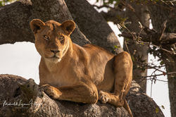 Tree Lions