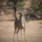 Kudu Bull