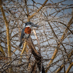 Giant Kingfisher