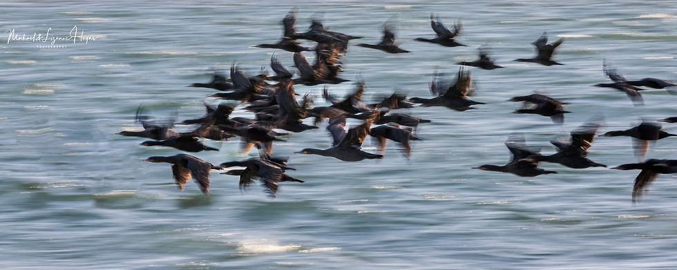 Cape Cormorant