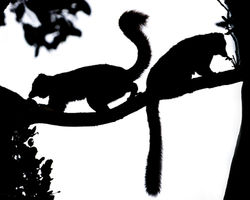 Madagascar Lemurs