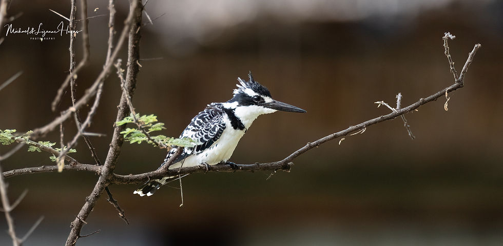Pied Kingfisher