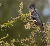 Levaillant's Cuckoo