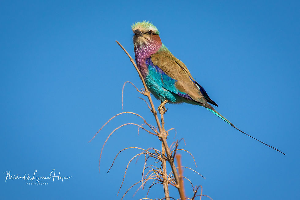 Roller Lilac Breasted