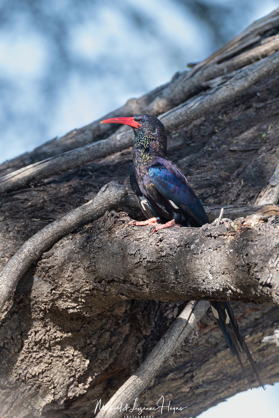 Violet Wood Hoopoe
