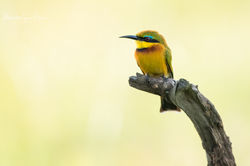 Little Bee-eater
