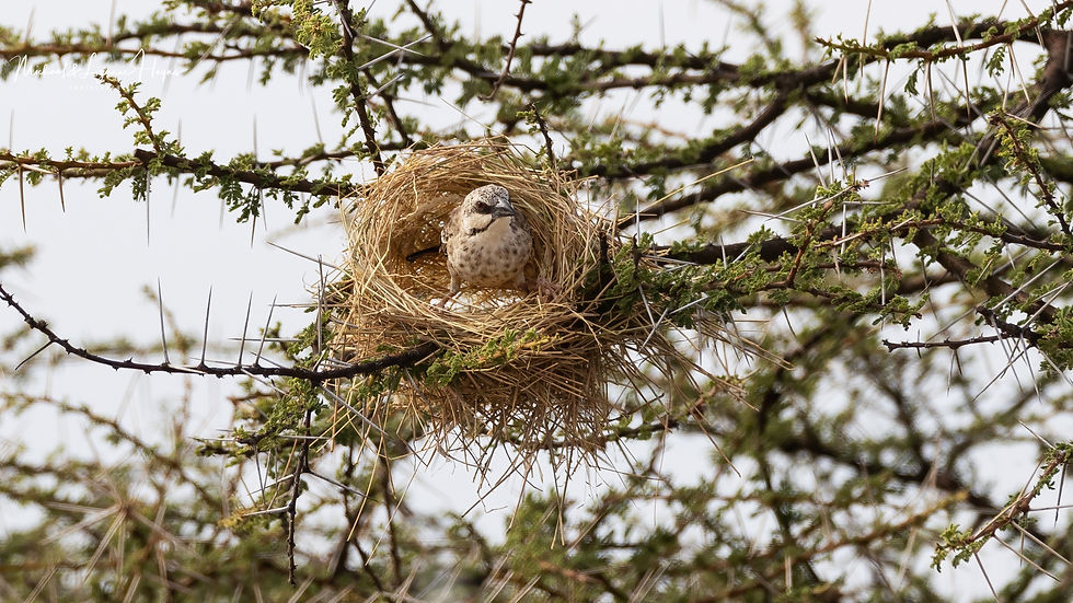 Donaldson Smith's Sparrow-weaver